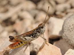 Attēlu rezultāti vaicājumam “Myrmeleotettix maculatus”