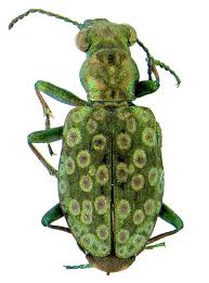 Attēlu rezultāti vaicājumam “Elaphrus cupreus”