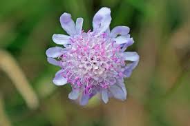 Image result for Scabiosa canescens