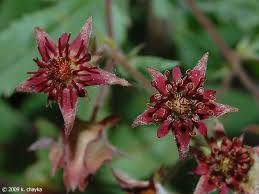 Attēlu rezultāti vaicājumam “Comarum palustre leaf”