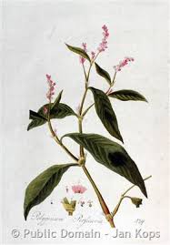 Attēlu rezultāti vaicājumam “Persicaria maculosa leaf”