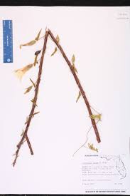 Attēlu rezultāti vaicājumam “Calystegia sepium fruit”