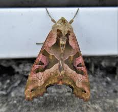 Attēlu rezultāti vaicājumam “Phlogophora meticulosa”