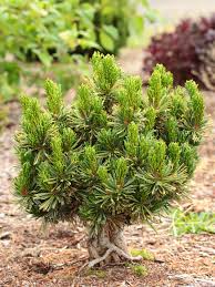 Attēlu rezultāti vaicājumam “Pinus pumila”