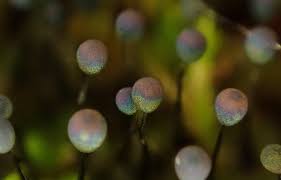 Attēlu rezultāti vaicājumam “Diderma montanum var. album spores”