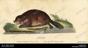 Attēlu rezultāti vaicājumam “Castor fiber”