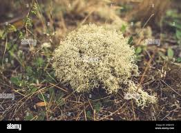 Attēlu rezultāti vaicājumam “Cladonia stellaris”