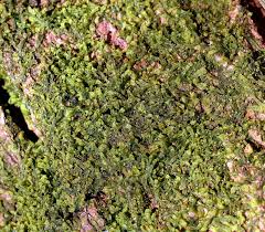 Attēlu rezultāti vaicājumam “Metzgeria furcata”