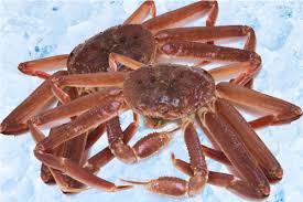 Image result for Chionoecetes opilio