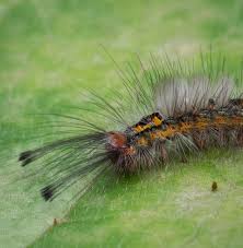 Attēlu rezultāti vaicājumam “Lymantriidae”