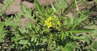 Attēlu rezultāti vaicājumam “Rorippa palustris leaf”