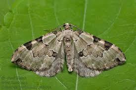 Attēlu rezultāti vaicājumam “Colostygia pectinataria”