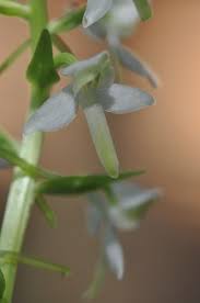Attēlu rezultāti vaicājumam “Platanthera bifolia flower”