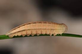 Attēlu rezultāti vaicājumam “Hipparchia alcyone”