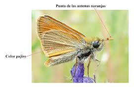 Attēlu rezultāti vaicājumam “Thymelicus sylvestris male”