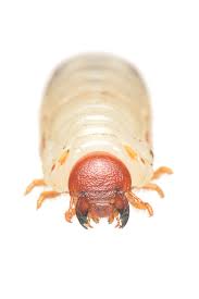 Attēlu rezultāti vaicājumam “Oryctes nasicornis larva”