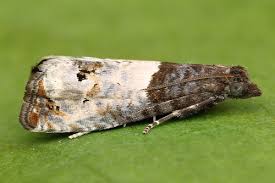 Attēlu rezultāti vaicājumam “Notocelia roborana”