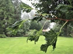 Attēlu rezultāti vaicājumam “Tilia platyphyllos Laciniata”