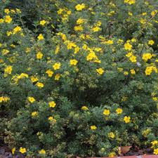 Image result for Rubus sectio