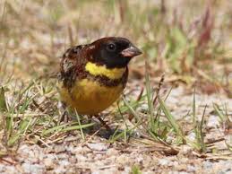 Image result for Emberiza aureola
