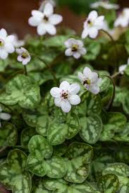 Attēlu rezultāti vaicājumam “Hepatica nobilis”