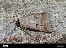 Attēlu rezultāti vaicājumam “Lygephila pastinum”