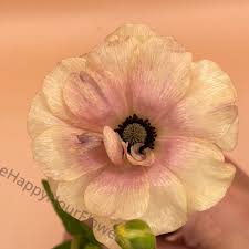 Attēlu rezultāti vaicājumam “Ranunculus elatior”