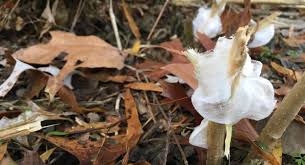 Attēlu rezultāti vaicājumam “Frost Flowers”