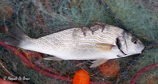 Image result for Umbrina cirrosa