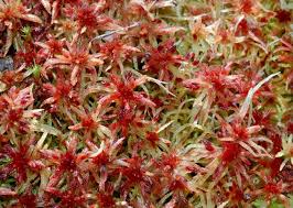 Attēlu rezultāti vaicājumam “Sphagnum russowii”