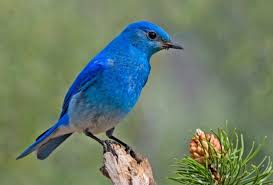 Image result for Bird