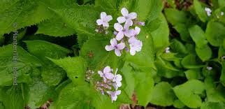 Attēlu rezultāti vaicājumam “Lunaria rediviva bud”