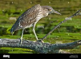 Image result for Nycticorax nycticorax
