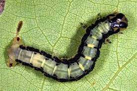 Attēlu rezultāti vaicājumam “Boudinotiana notha”