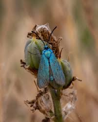 Attēlu rezultāti vaicājumam “Adscita statices”