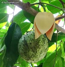 Attēlu rezultāti vaicājumam “Libanotis montana fruit”