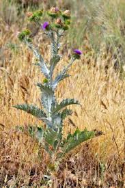 Image result for Onopordum acanthium