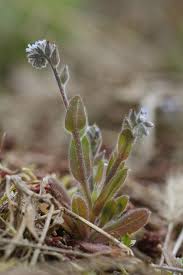 Attēlu rezultāti vaicājumam “Myosotis stricta”