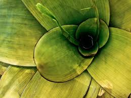 Attēlu rezultāti vaicājumam “Insectivora”