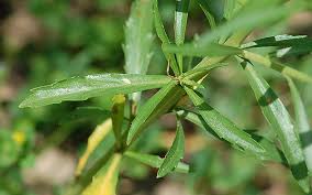 Attēlu rezultāti vaicājumam “Lepidium densiflorum bud”