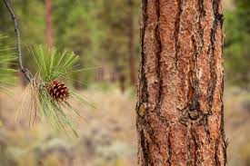 Attēlu rezultāti vaicājumam “Pinus ponderosa”