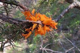 Attēlu rezultāti vaicājumam “Gymnosporangium cornutum”