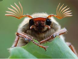 Attēlu rezultāti vaicājumam “Melolontha melolontha”