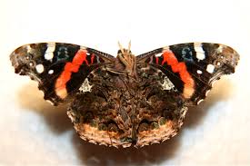 Attēlu rezultāti vaicājumam “Vanessa atalanta underside”