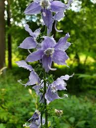 Image result for Campanula americana