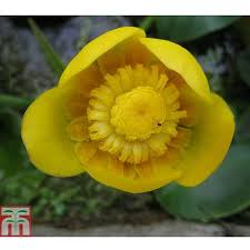 Attēlu rezultāti vaicājumam “Nuphar lutea flower”