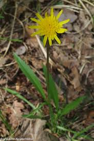 Attēlu rezultāti vaicājumam “Scorzonera humilis bud”