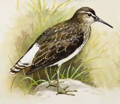 Attēlu rezultāti vaicājumam “Tringa ochropus”