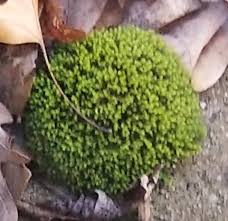 Attēlu rezultāti vaicājumam “Ulota crispa sporophyte”