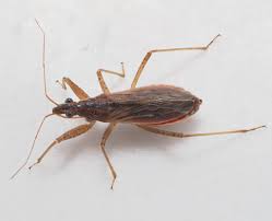 Attēlu rezultāti vaicājumam “Nabidae”